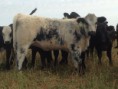 Heifer C